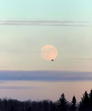 Fly Me to the Moon
