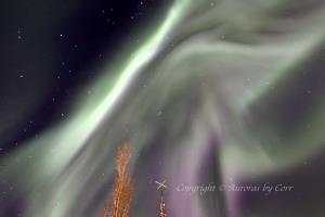 Gossamer Veil