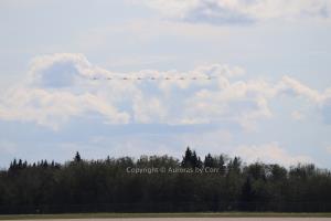 Snowbirds - A Shiny Beaded Chain in Flight - photographic print - Copy