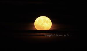 The Beaver Moon
