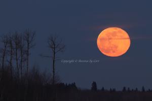Blue Moon