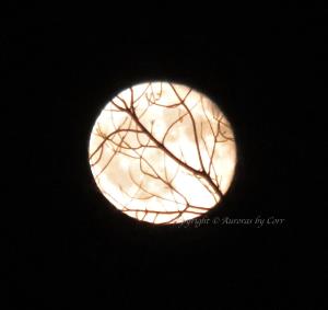 Frieda’s Moontree